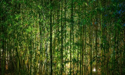 Bambou au jardin : les inconvénients à connaître avant de planter