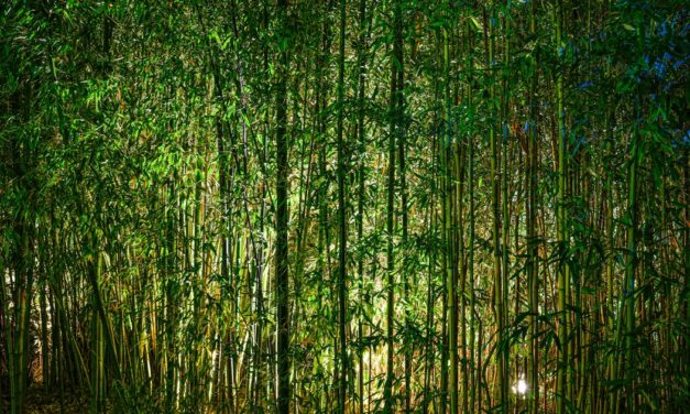 Bambou au jardin : les inconvénients à connaître avant de planter